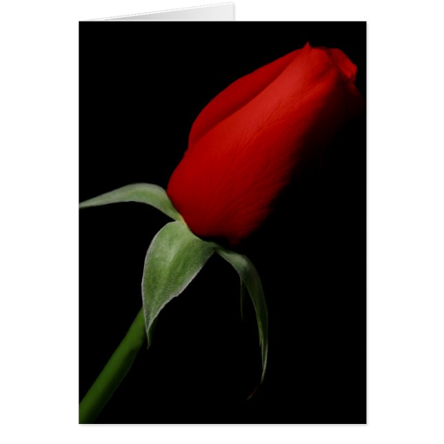 Rose Bud Love  Elegant Fancy Photo Blank Inside (Front)