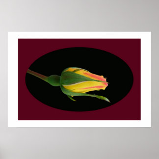 Rose Bud Poster