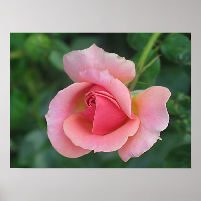 Rose Bud Poster (Front)