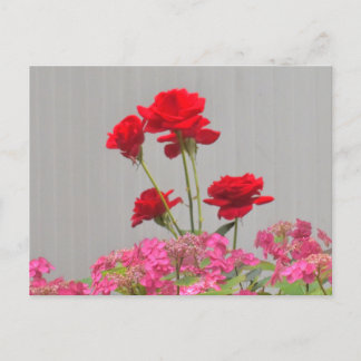 Rose Buds Erupting From Hydrangea Lace Caps. Postcard