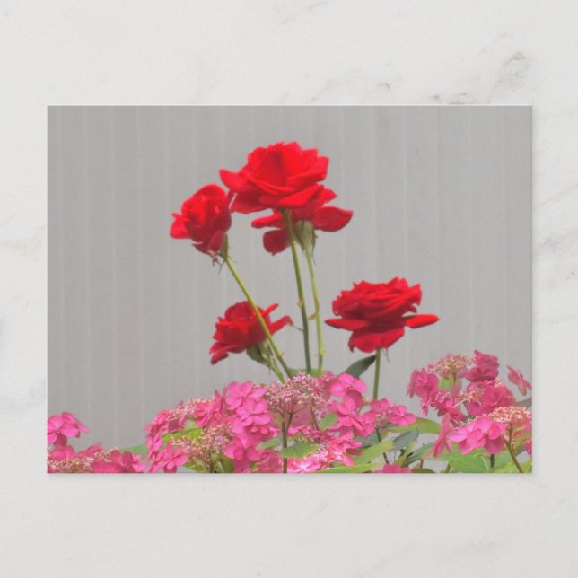 Rose Buds Erupting From Hydrangea Lace Caps. Postcard (Front)