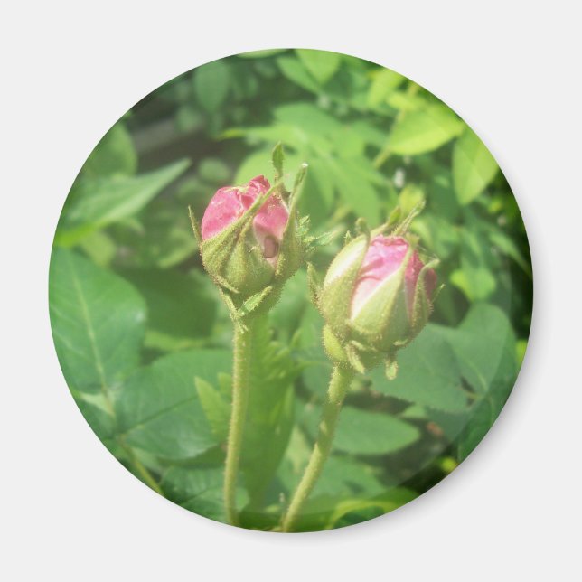 Rose Buds Magnet (Front)