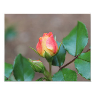 Rose Buds Photo Print