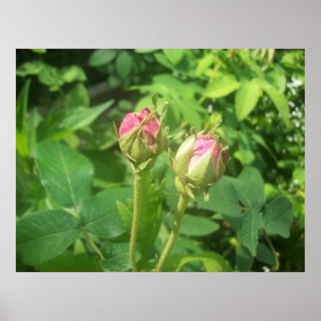Rose Buds Poster (Front)