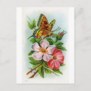Rose & Butterfly Postcard