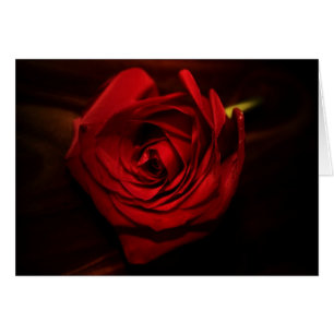 "rose" by Larry Coressel