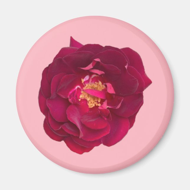 Rose C Magnet (Front)