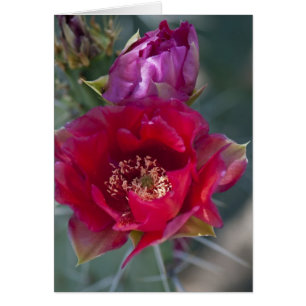 Rose Cactus Blossom