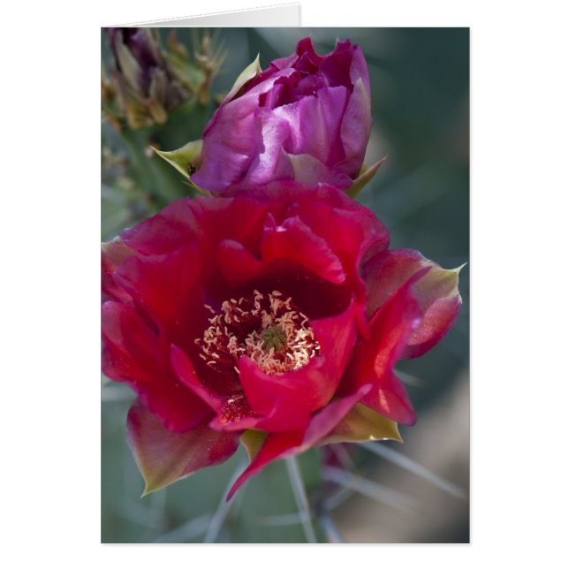 Rose Cactus Blossom (Front)