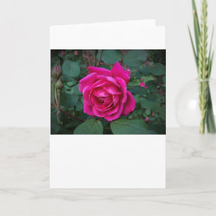 Rose, card