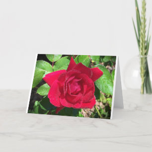 Rose, Card