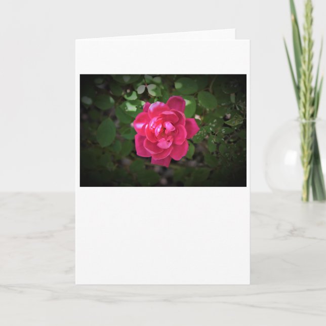 Rose, card (Front)