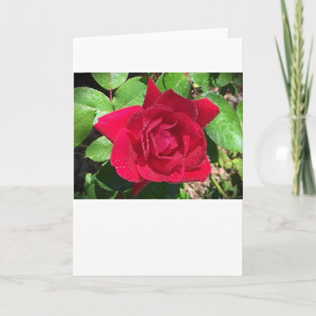 Rose, Card (Front)
