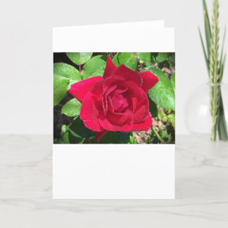 Rose, Card