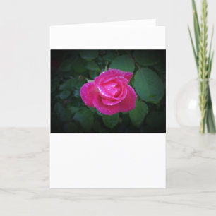 Rose, card