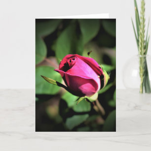 Rose, card