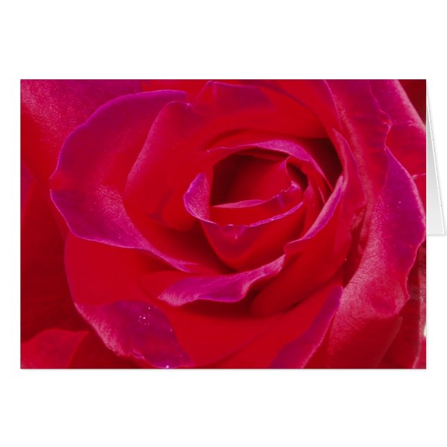 Rose Card (Front Horizontal)