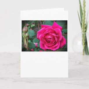 Rose, card