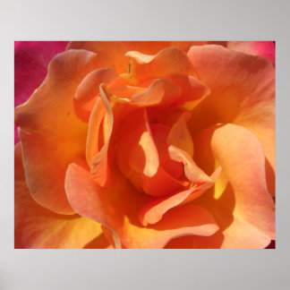 Rose Close Up Poster