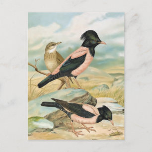 Rose-Coloured Starling Vintage Bird Illustration Postcard