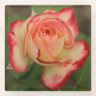 Rose Double Delight Cream Pink Red Edge Glass Coaster