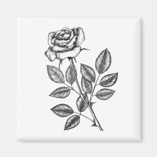 Rose drawing 2 magnet