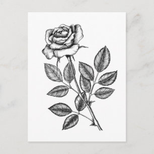Rose drawing 2 postcard