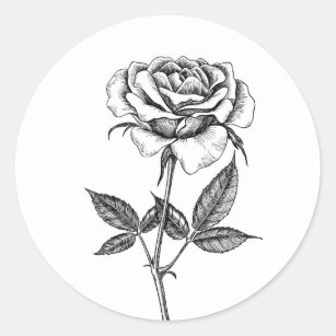 Rose drawing classic round sticker