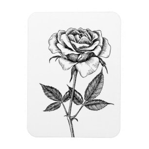 Rose drawing magnet