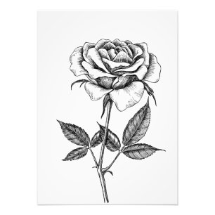 Rose drawing photo print