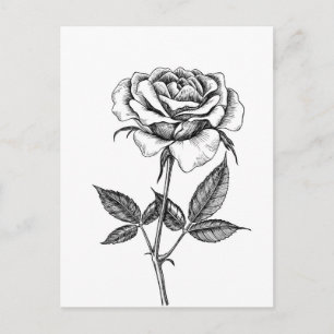 Rose drawing postcard