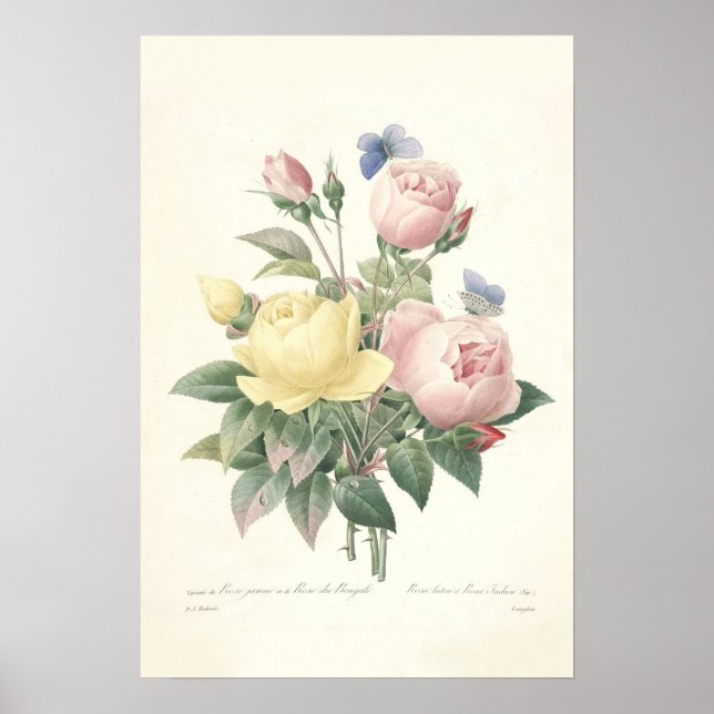 Rose du Bengale Canvas Print (Front)