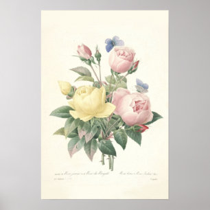 Rose du Bengale Canvas Print