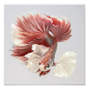 Rose Dumbo Halfmoon Betta Fish 2 Photo Print