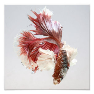 Rose Dumbo Halfmoon Betta Fish Print