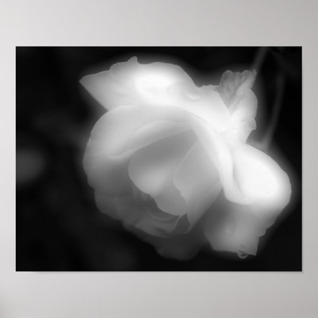 Rose Flower Black White Photo Print (Front)