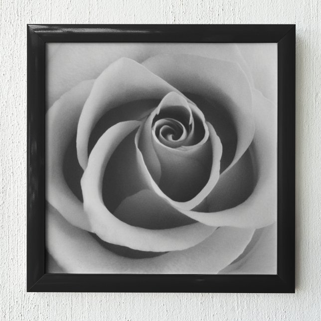 Rose Flower Close Up Black and White Photography Poster (Creator Uploaded)