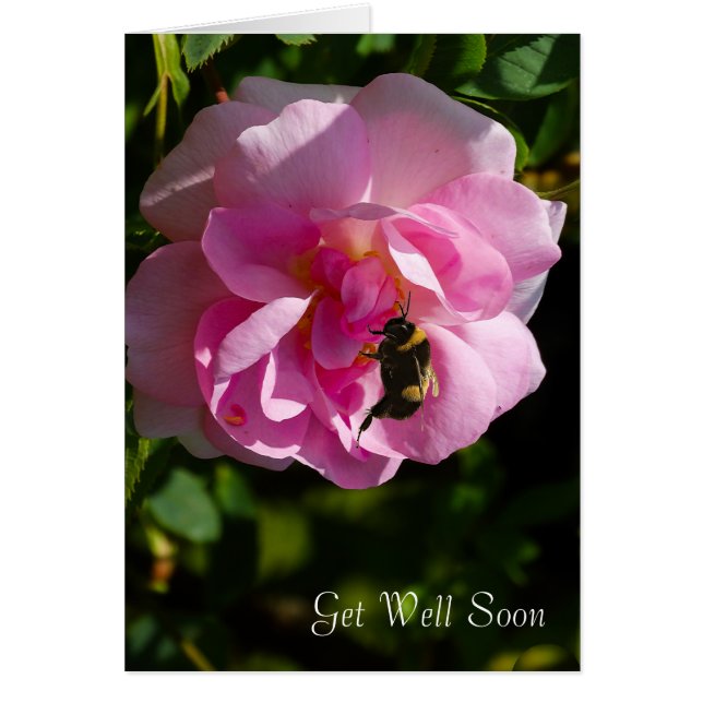 Rose Flower image for Get-Well-greeting-card (Front)