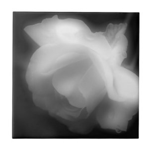 Rose Flower In Black And White Tile