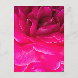 Rose flower postcard