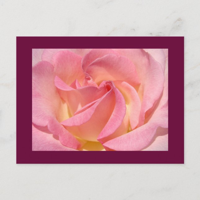 Rose Flower postcards Nature Custom Roses (Front)