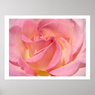 Rose Flower Spiral Floral art prints Pink