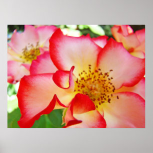 Rose Flowers art prints Colourful Bright Roses