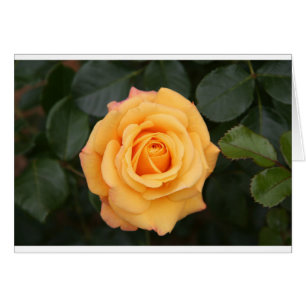 rose flowers flower  love wife sweetheart couple