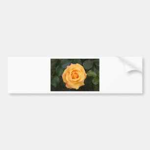 rose flowers flower love wife sweetheart couple bumper sticker