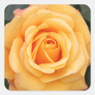 rose flowers flower love wife sweetheart couple square sticker