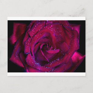 rose flowers flower red water droplets date dance postcard