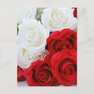 rose flowers flower white red love postcard