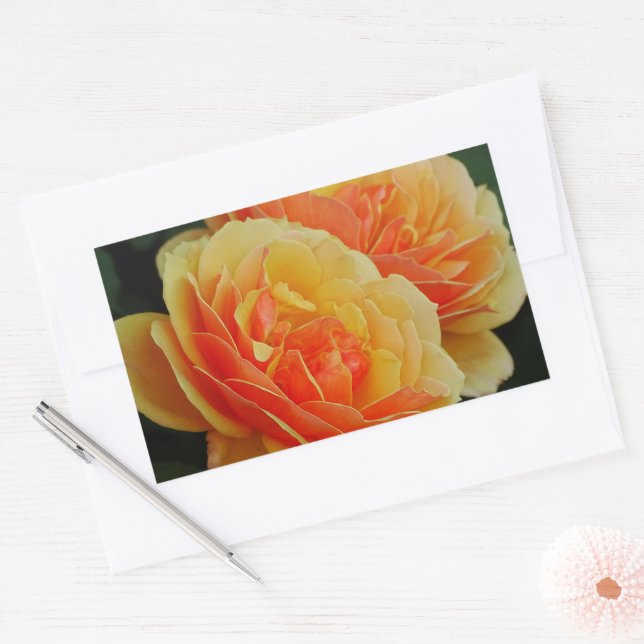 Rose Flowers in Bloom / Orange / Envelope Seals (Envelope)