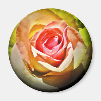 Rose - For You Magnet